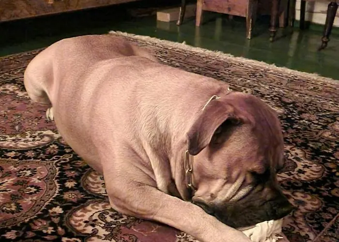 Hébergement de vacances Historic Lords By Mandal River Marnardal