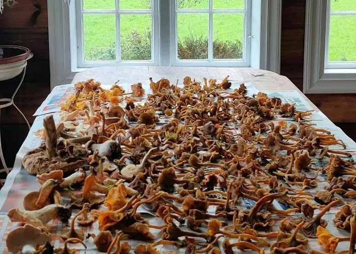 Hébergement de vacances Historic Lords By Mandal River *